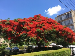 Delonix regia
