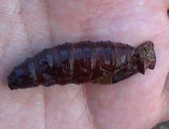Lepidoptera