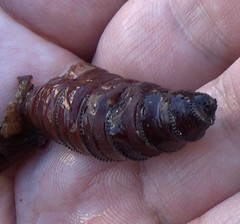 Lepidoptera
