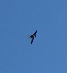 Hirundo rustica