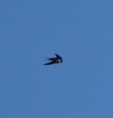 Hirundo rustica