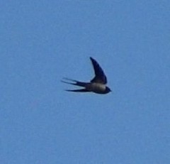 Hirundo rustica