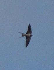 Hirundo rustica