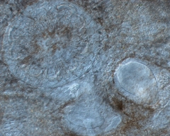 Bothromesostoma personatum