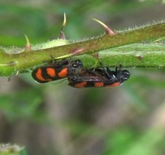 Cercopis vulnerata