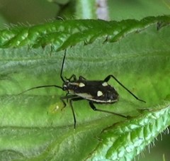 Capsodes sulcatus