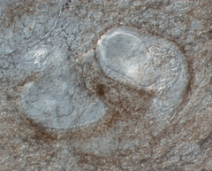 Bothromesostoma personatum