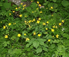 Ranunculus lanuginosus