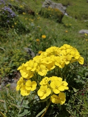 Erysimum rhaeticum