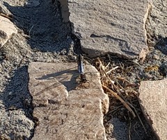 Orthetrum cancellatum