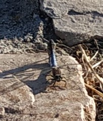 Orthetrum cancellatum