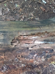 Camponotus vagus