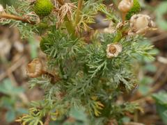 Golovinomyces macrocarpus