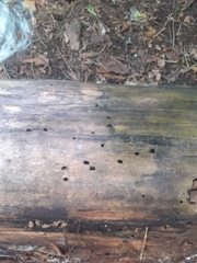 Camponotus vagus