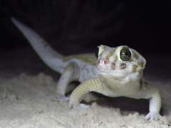 Teratoscincus scincus