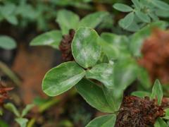 Erysiphe trifoliorum