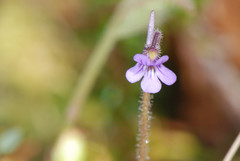 Pinguicula villosa