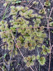 Drosera schmutzii
