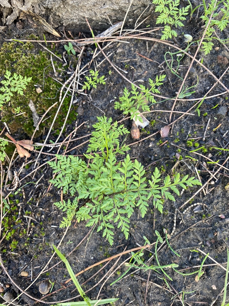 Rock Fern