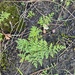 Cheilanthes austrotenuifolia - Photo (c) Craig Wickham - Exceptional Kangaroo Island, algunos derechos reservados (CC BY-NC), subido por Craig Wickham - Exceptional Kangaroo Island