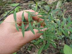 Senna barclayana