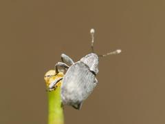 Ceutorhynchus obstrictus