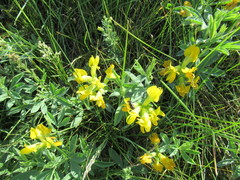 Thermopsis lanceolata