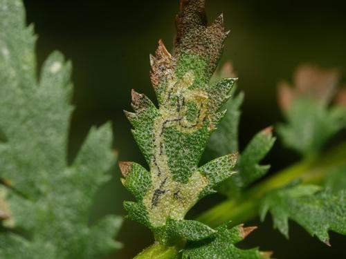 Liriomyza tanaceti