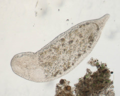 Stenostomum