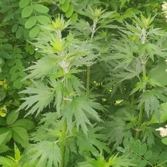 Leonurus quinquelobatus