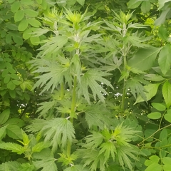 Leonurus quinquelobatus