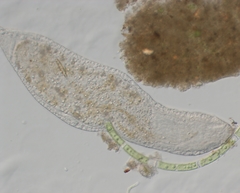 Stenostomum