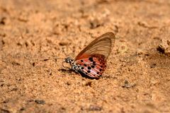 Acraea ranavalona
