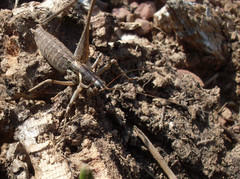 Pterolepis lusitanica