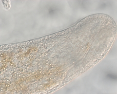 Stenostomum