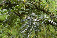 Berberis napaulensis