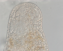 Stenostomum