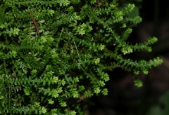 Selaginella helvetica