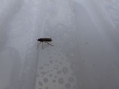 Chiromyzinae