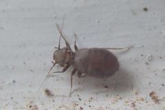 Lepinotus patruelis