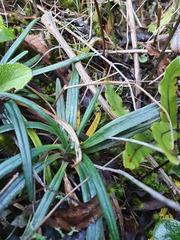 Celmisia major brevis