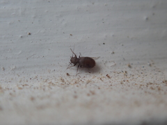 Lepinotus patruelis