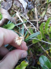 Celmisia major brevis