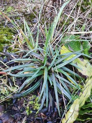 Celmisia major brevis