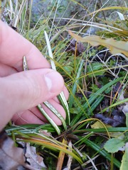 Celmisia major brevis