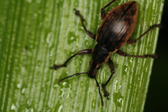 Oclandius cinereus