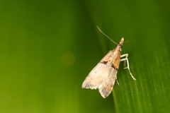 Antiscopa epicomia
