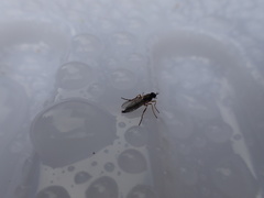 Chiromyzinae