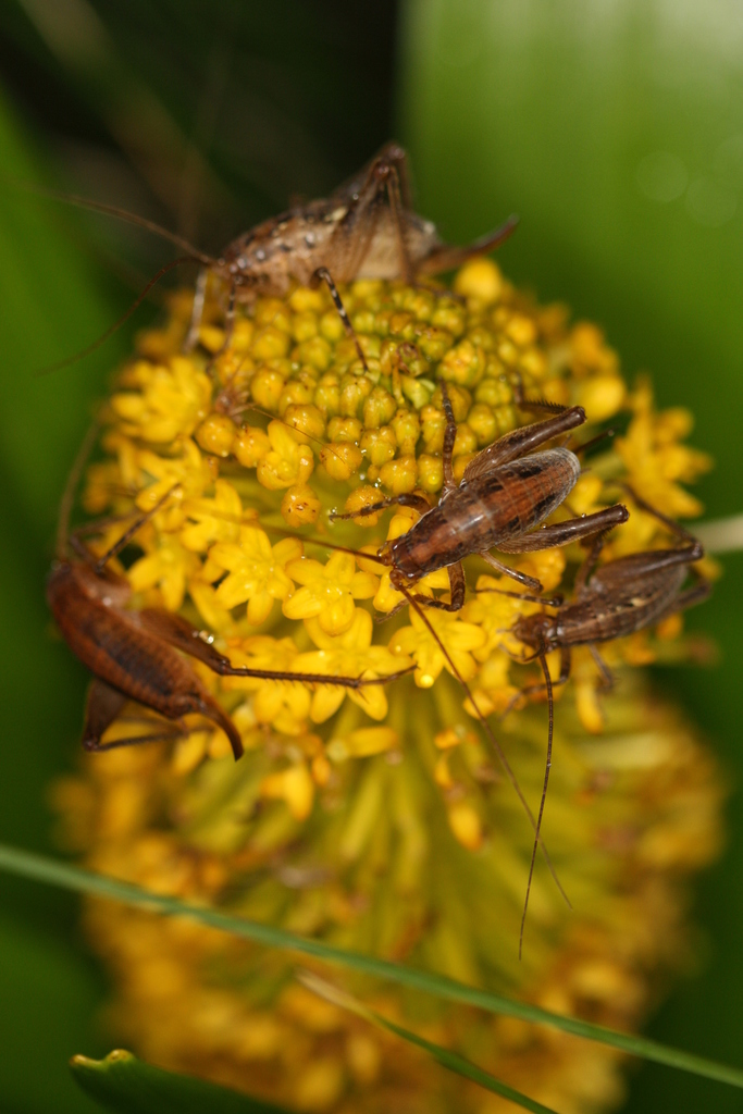 Campbell Island wētā