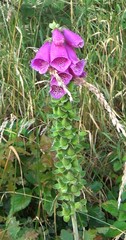 Digitalis purpurea